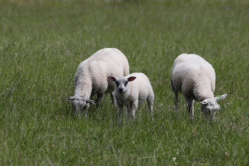sheep  lamb  farm