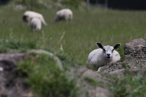 sheep  countryside  landscape