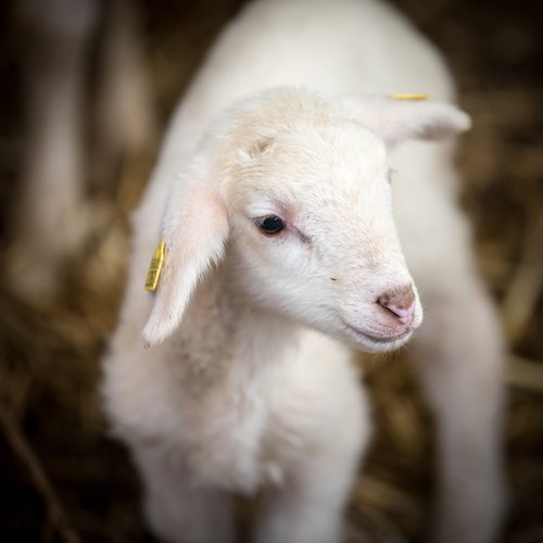 sheep  sheep breeding  lamb