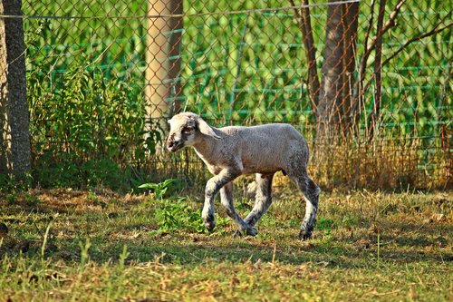sheep  lamb  animal