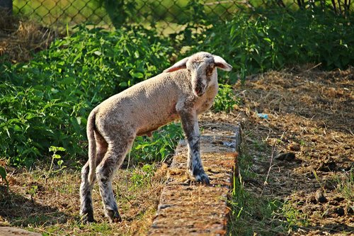 sheep  lamb  wool