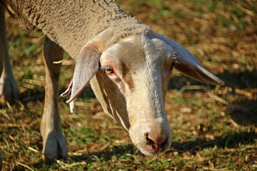 sheep  animal  wool