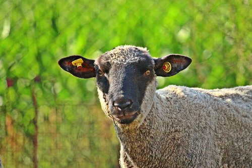 sheep  merino  animal