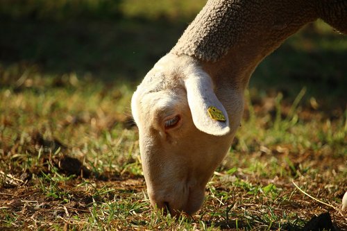 sheep  animal  pasture