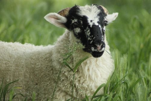 sheep lamb cute