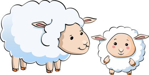 sheep  lamb  young