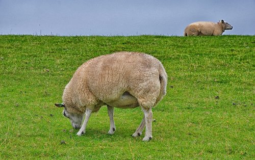 sheep  ameland  island