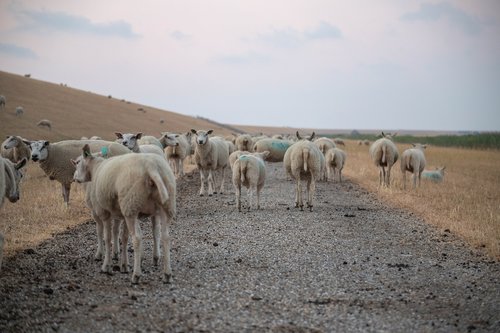 sheep  zeedijk  friesland