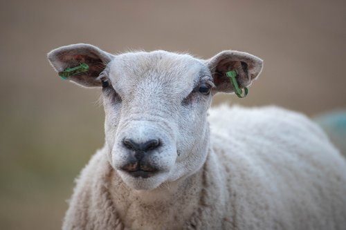 sheep  zeedijk  friesland