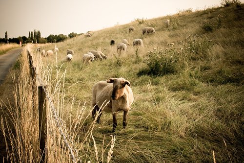 sheep  animals  flock