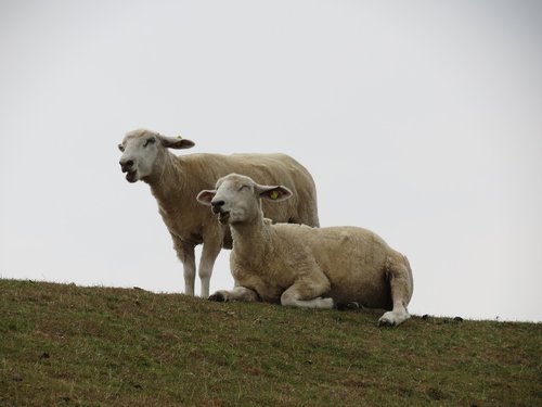 sheep  dike  pasture
