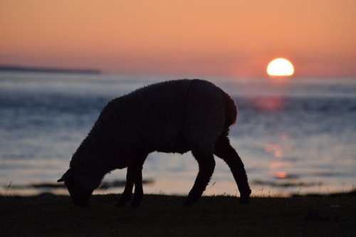 sheep  sunrise  morning