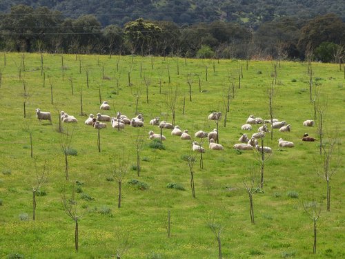 sheep  flock  livestock