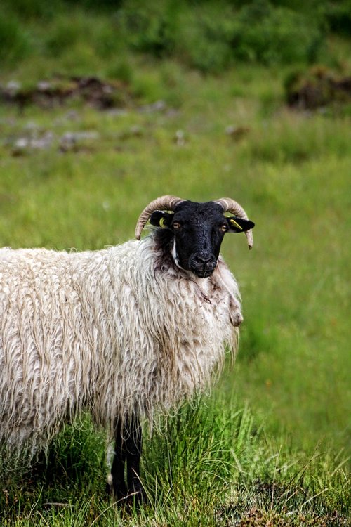 sheep  horns  bock