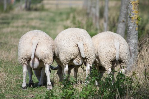 sheep  wool  meadow