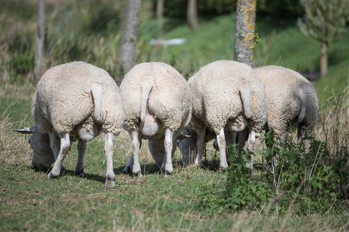 sheep  wool  meadow