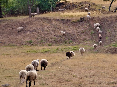 sheep  counting  home