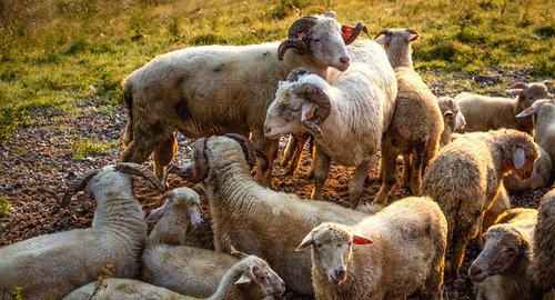 sheep  animals  wool