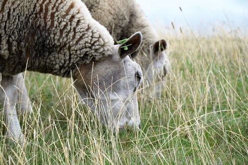 sheep  browser  grass