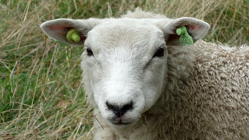 sheep  portrait  head