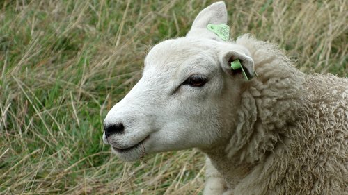sheep  portrait  head