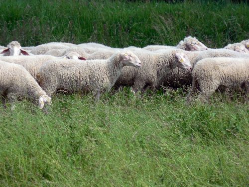 sheep wool meadow