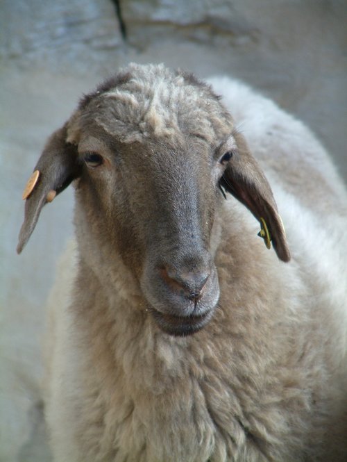 sheep  nature  farm