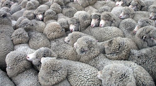 sheep  herd  flock