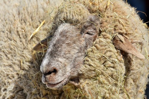 sheep  sheepshead  wool