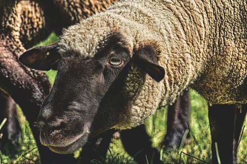 sheep  animal  curious