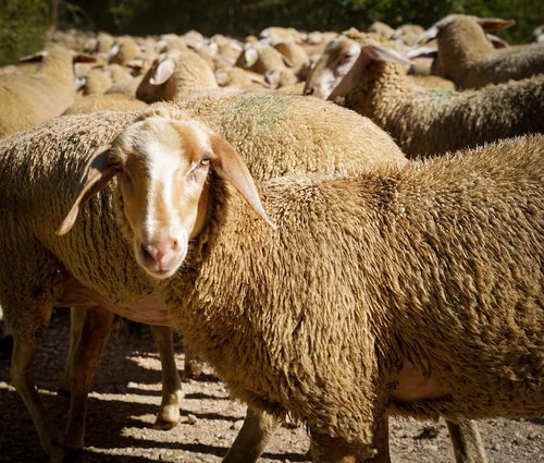 sheep  flock of sheep  pasture
