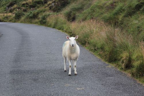 sheep ireland wool