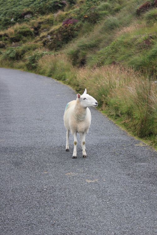 sheep wool road