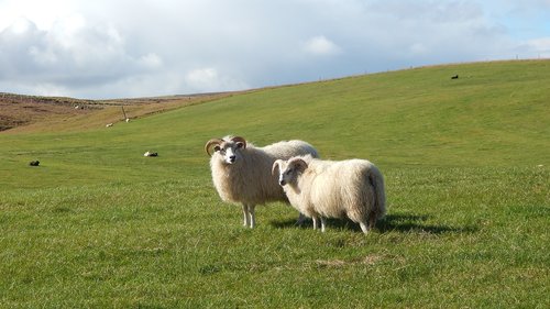 sheep  iceland  wool