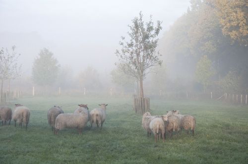 sheep fog animal