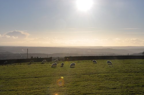 sheep  landscape  rural