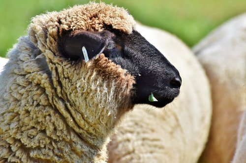 sheep  sheepshead  livestock