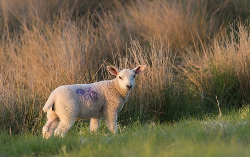 sheep  lamb  grass