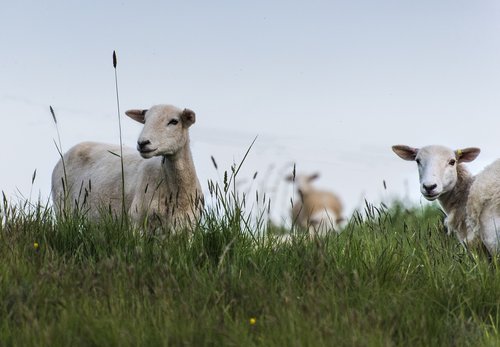 sheep  grass  nature