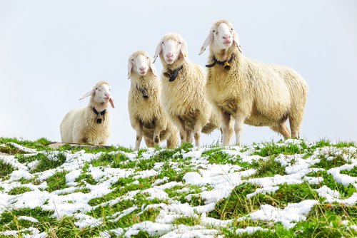 sheep  sheep cold  snow
