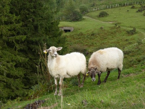sheep  pacer  pasture
