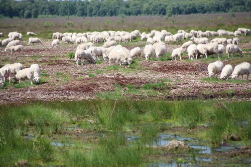 sheep moor nature