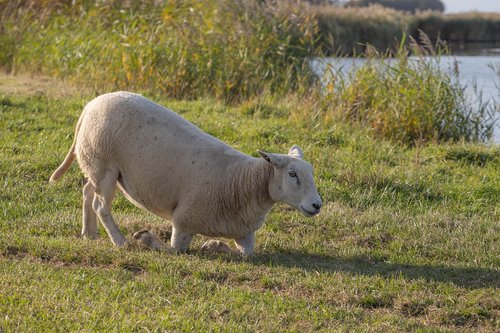 sheep  wool  white