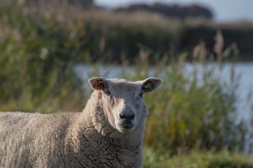 sheep  wool  cattle