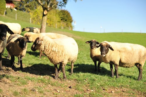 sheep  suffolk sheep  allgäu