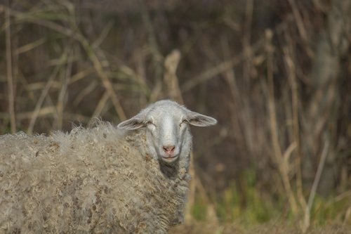 sheep  animal  grass