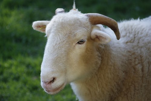 sheep  farm  mammal