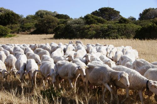 sheep flock of sheep flock