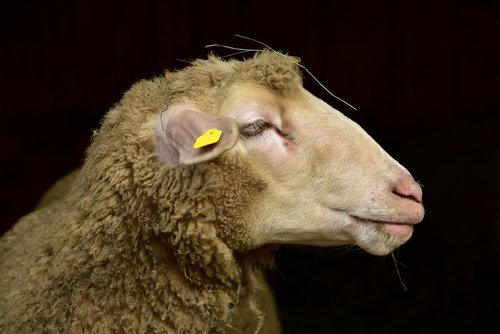 sheep  head  wool