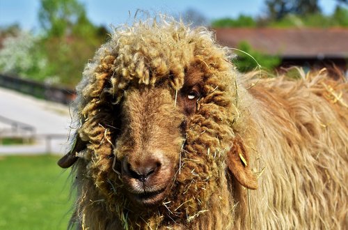 sheep  livestock  sheep's wool